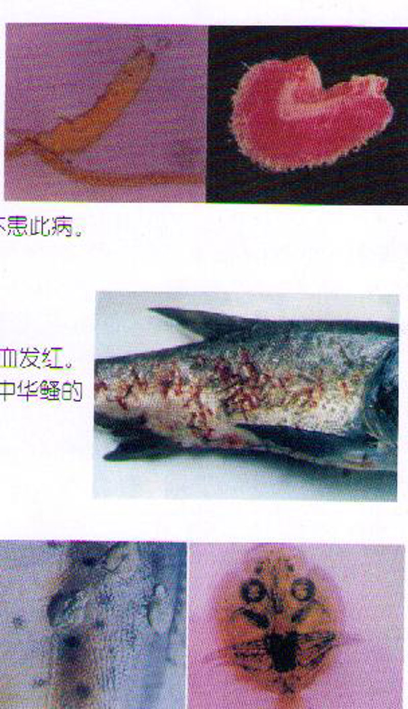  p> b>锚头蚤病 /b>是一种侵袭性鱼病 b>.