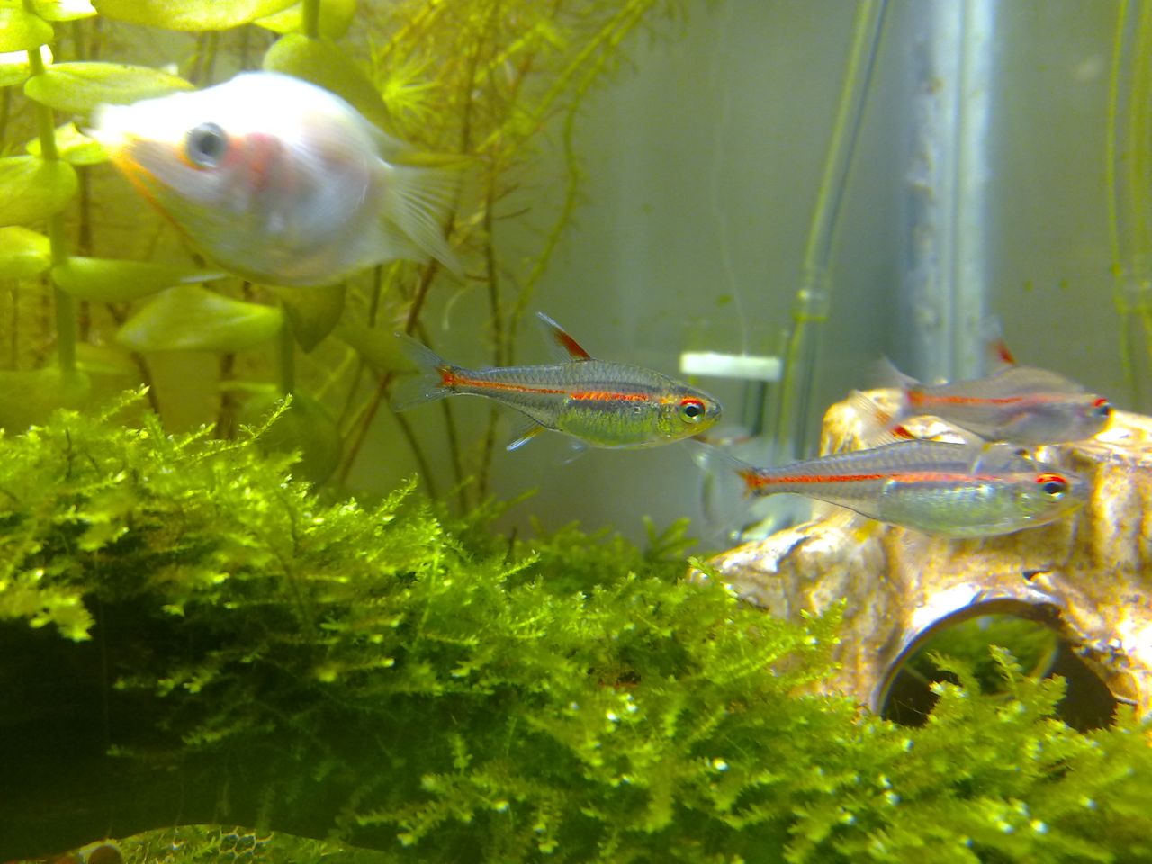  p>名字  一线长红灯 /p> p>别名 红灯管 /p> p>地理分布 苏门答腊