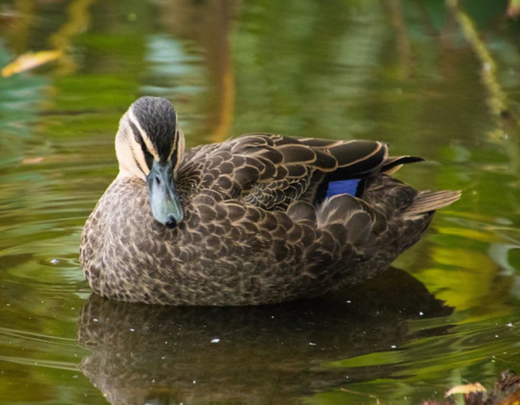 pacific black duck