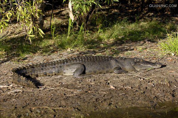  p>湾鳄(学名: i>crocodylus porosus /i>)是鳄科,鳄属的一种鳄鱼.