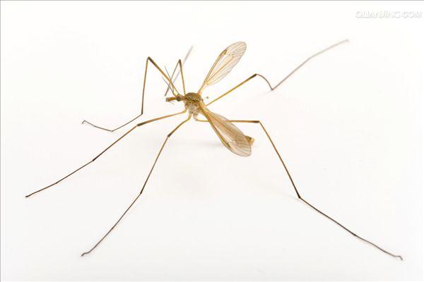  p>大蚊科(tipulidae)在传统分类学上是分为三个