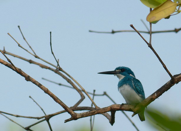  p>小蓝翠鸟(学名: i>alcedo coerulescens /i>):是一种体形较小的 a