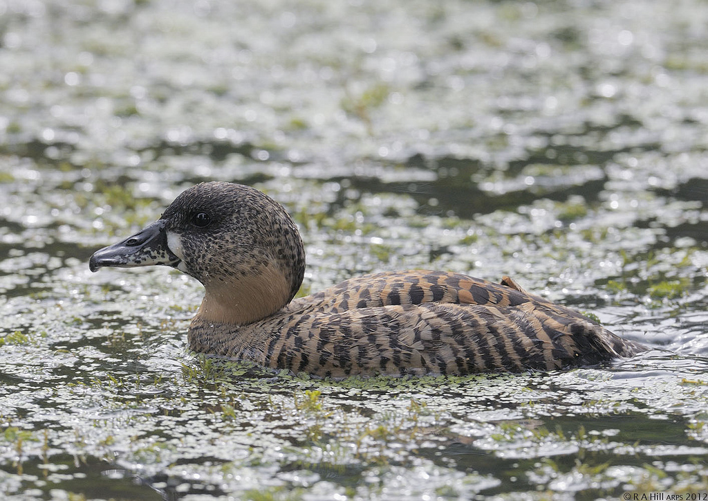  p>白背鸭(学名:thalassornis leuconotus)是鸭科白背鸭属的唯一物种.