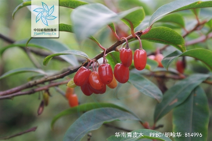  p> a href="#" data-lemmaid="5687000">华南青皮木 /a>(学名:schoep