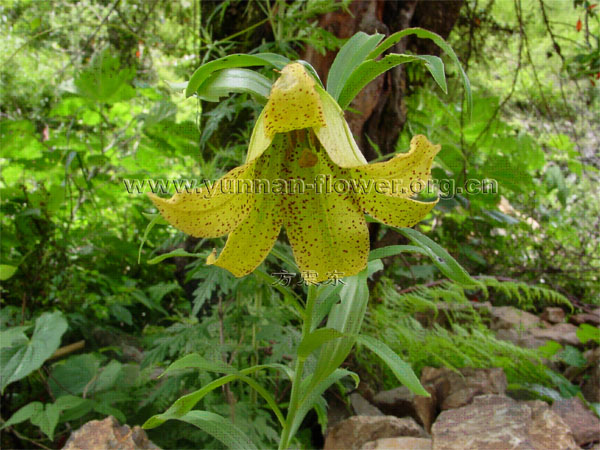 黄绿花滇百合