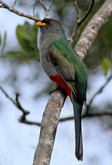 temnotrogon roseigaster