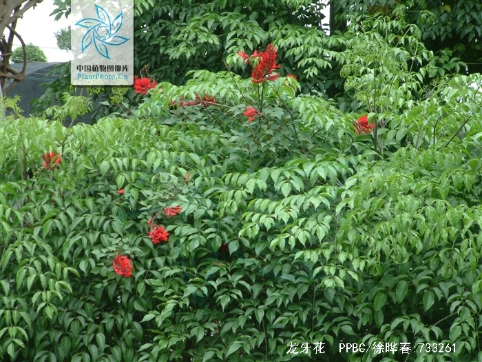  p>龙牙花(学名: i>erythrina corallodendron /i>  l.