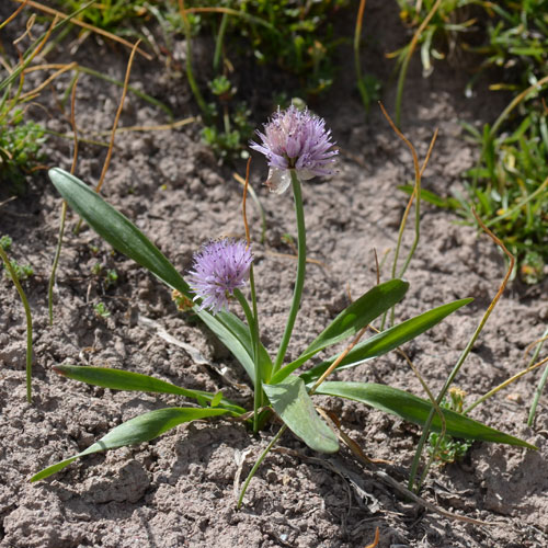  p>小山蒜(学名: i>allium pallasii /i> murray)是百合科,葱属多年生