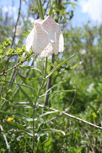  p>轮叶贝母 i>(学名:fritillaria maximowiczii) /i>,为 a target="