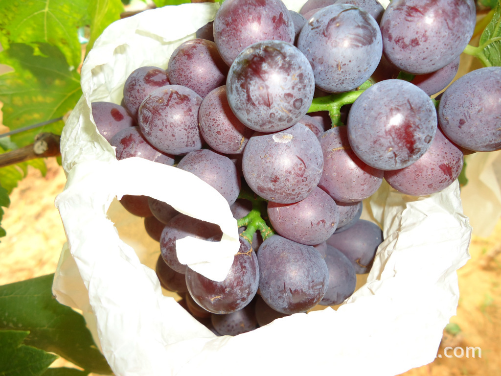  p data-id="gnaqbiikh0">黑蜜葡萄属于欧美杂交种, a target="_blank