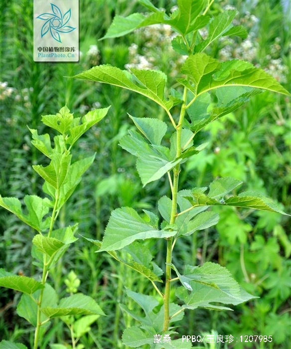 是桑科,桑属落叶乔木或灌木,无刺;冬芽具芽鳞,呈覆瓦状排列.