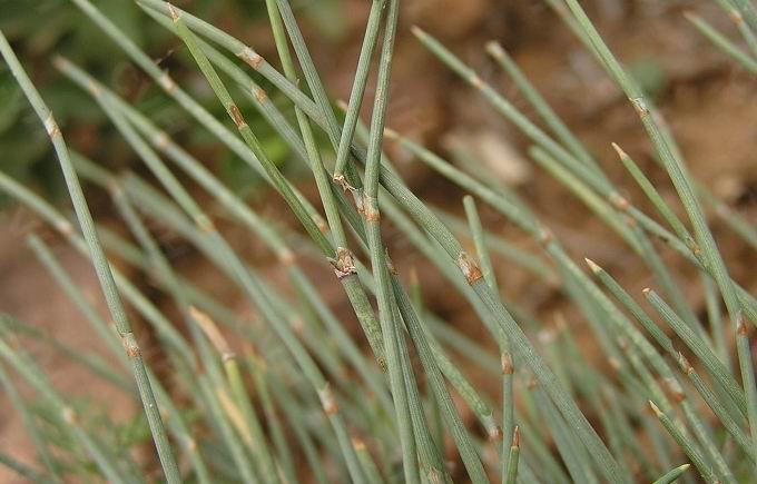  p>麻黄藤 a href="#">麻黄科 /a>植物,因其外观如一丝丝细线,故又称 