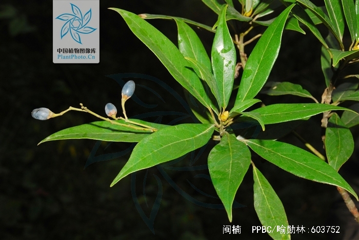  p>闽楠(拉丁学名: i>phoebe bournei /i> (hemsl.