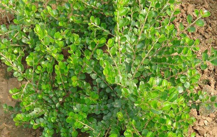 href="/item/匍匐/7447736" data-lemmaid="7447736">匍匐 /a>灌木,茎