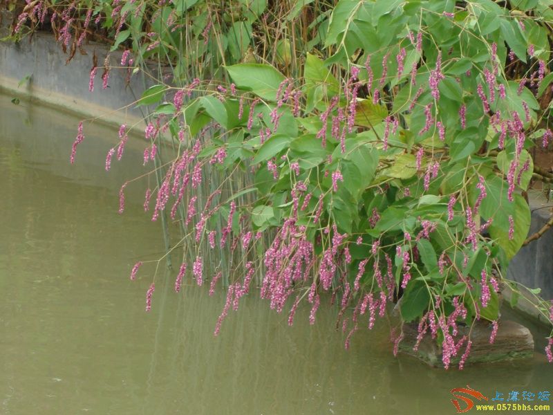 通筋草