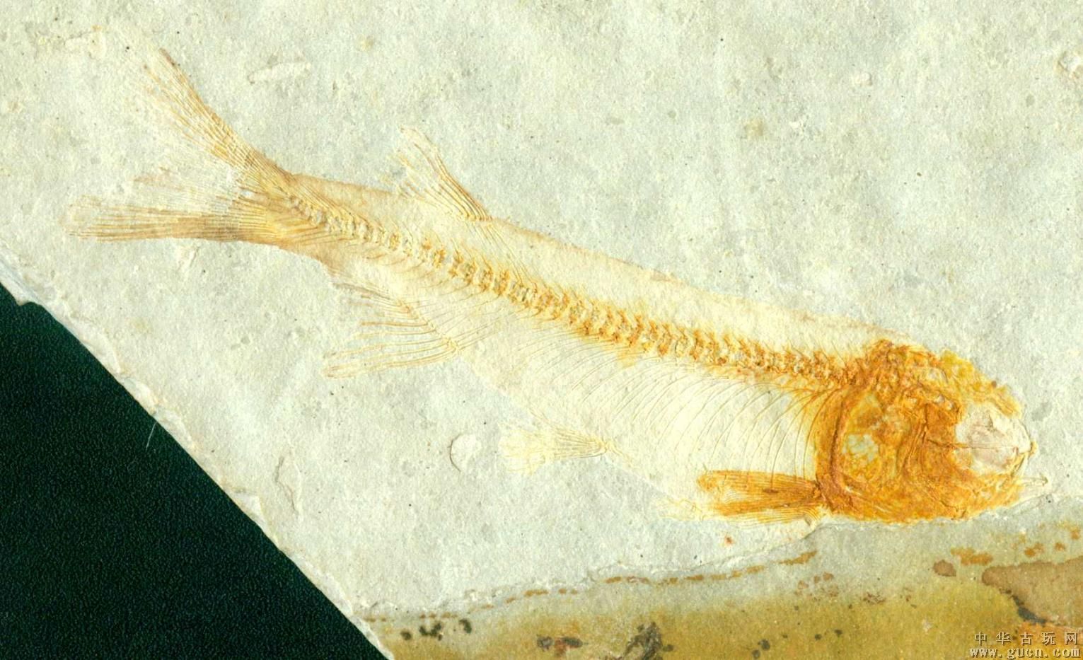  p>狼鳍鱼是原始的 a href="#" data-lemmaid="8722458">真骨鱼类 /a>