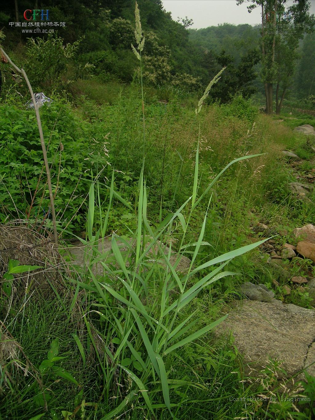 虉草