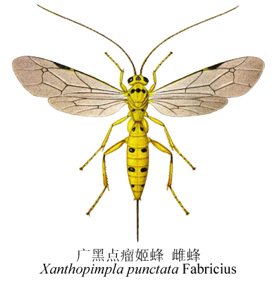  p>昆虫名,为膜翅目, a target="_blank" href="/item/姬蜂总科
