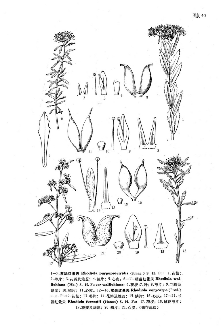  p>长圆红景天又名川滇景天,产云南西北部及四川西部.