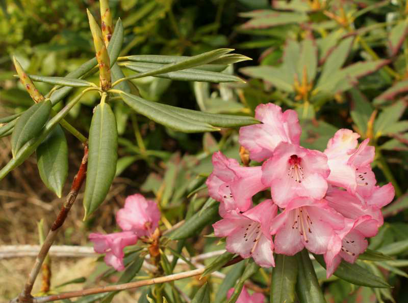  p>多斑杜鹃(学名: i>rhododendron kendrickii /i> nutt.