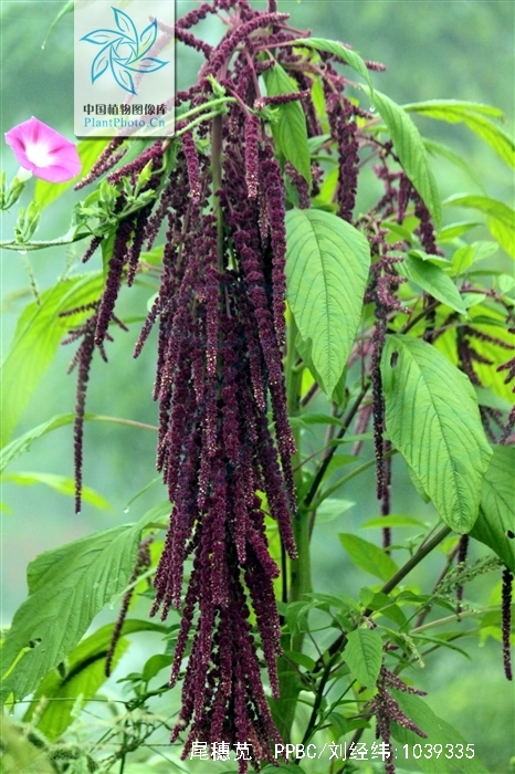  p>尾穗苋(学名: i>amaranthus caudatus /i> l.