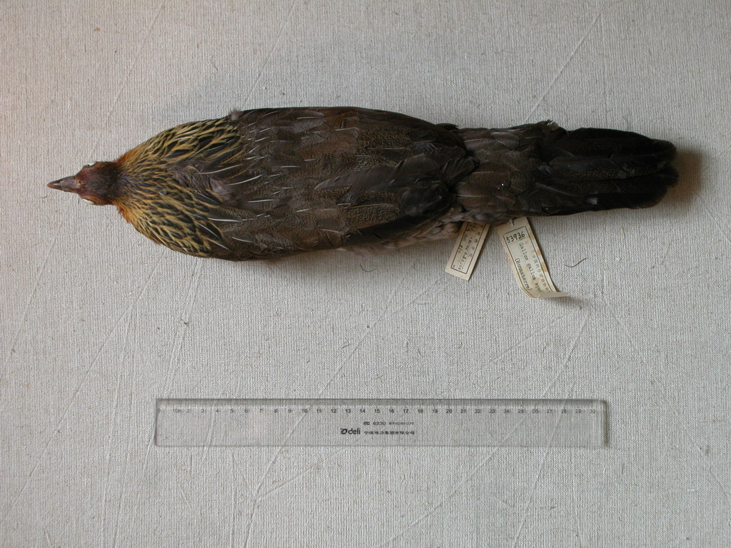  p>分布于中国云南东南部山区及越南东京北部. /p>