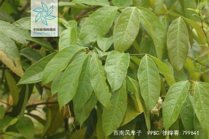 in van heurck)是使君子科风车子属植物,长达10米以上,枝条初时红