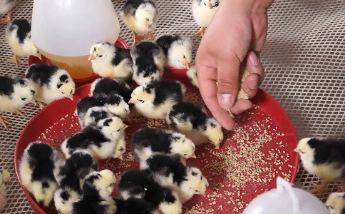 贵妃鸡养殖技术
