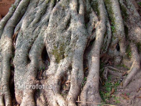 >大乔木 /a>,高达15-25米,胸径达50厘米,冠幅广展;老树常有锈褐色气根