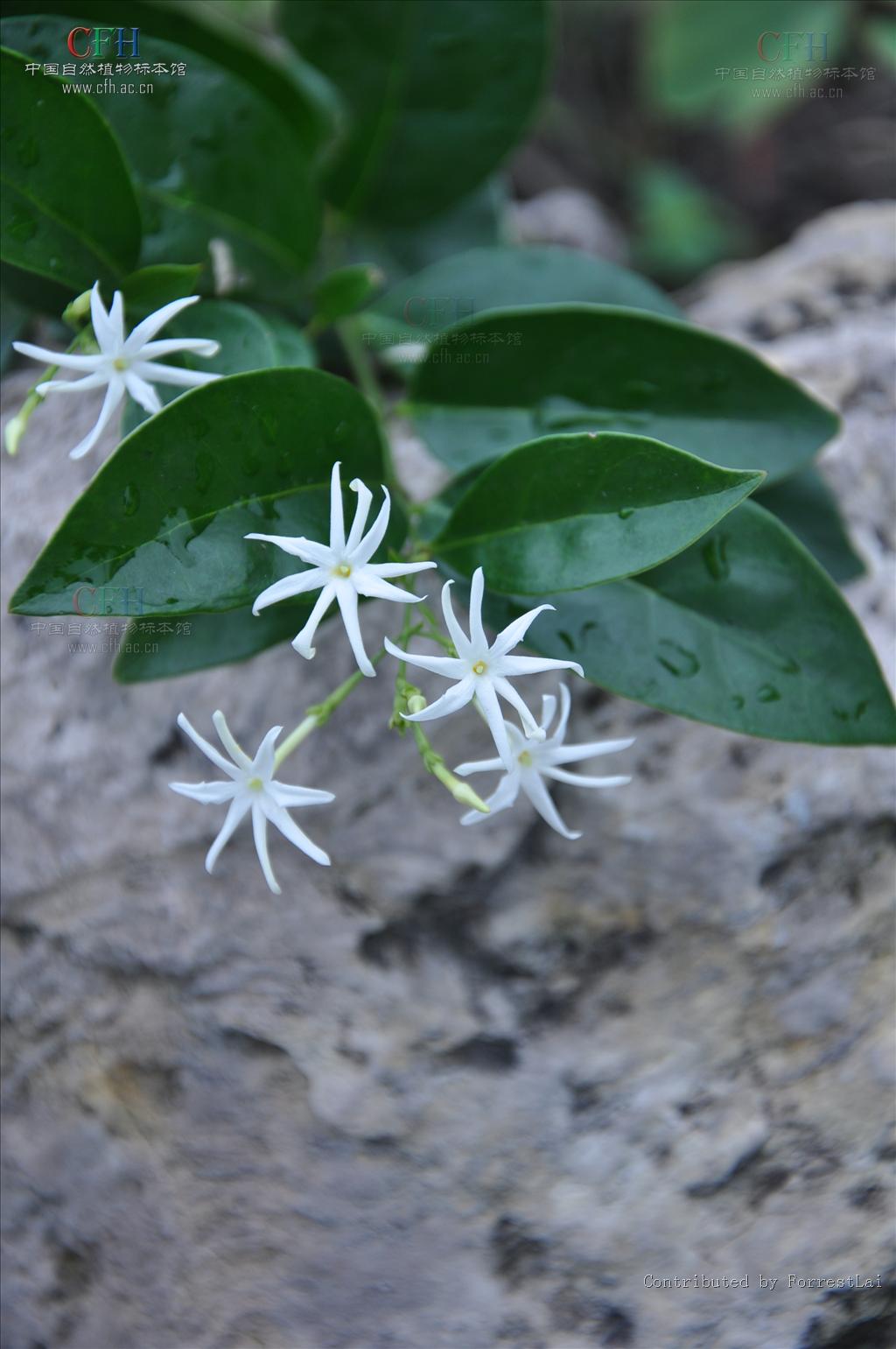 是 a>木犀科 /a>, a href="#" data-lemmaid="2856908">素馨属 