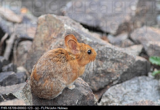  p>红耳鼠兔(学名: i>ochotana erythrotis /i>),是鼠兔科,鼠兔属的