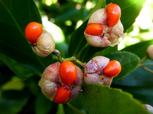  p data-id="ta9flyy66olp">冬青卫矛( i>euonymus japonicus /i>