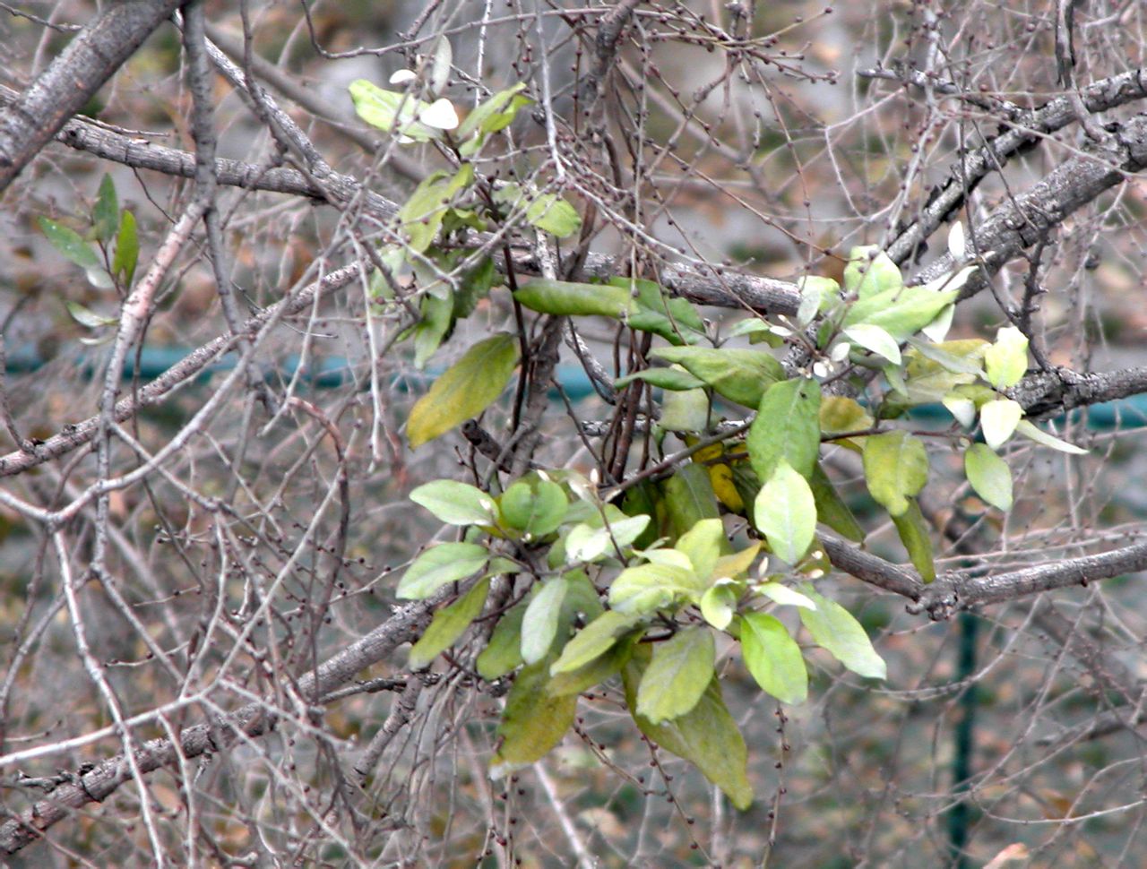  p>桑寄生(学名:taxillus sutchuenensis (lecomte) danser),别称桃树