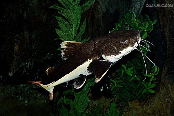  p data-id="tirqmuh3vn9f">红尾鲶是鲤形目鲶科鱼类,又名红尾鸭嘴鱼