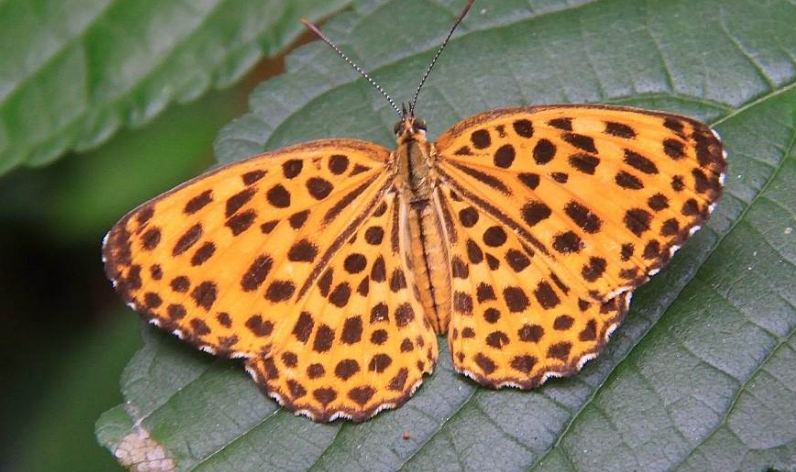 有时, a target="_blank" href="/item/线蛱蝶亚科/10619602" data