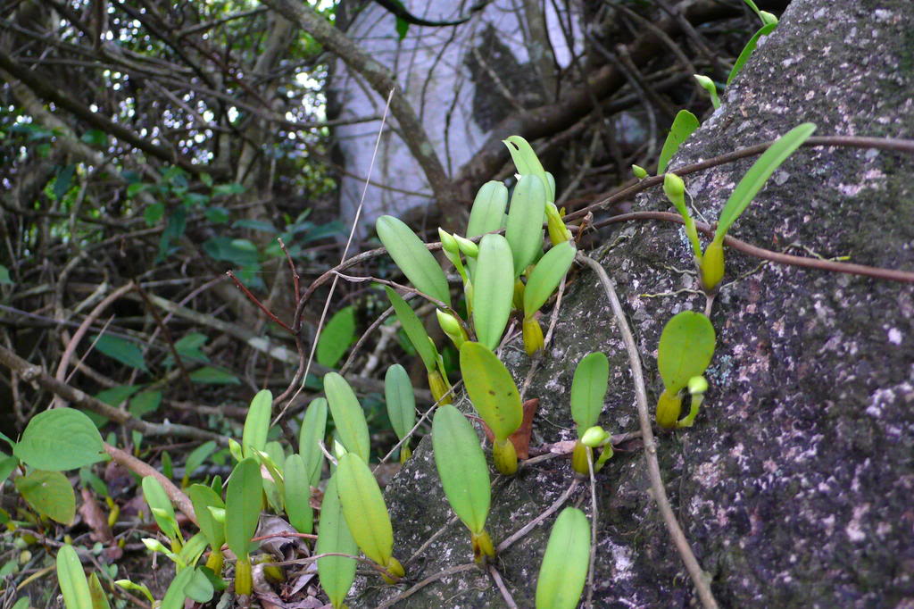  p>尖叶 a target="_blank" href="/item/石豆兰/4758967" data-lemma