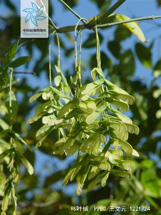 是槭树科槭属植物,落叶乔木,高可达20米.