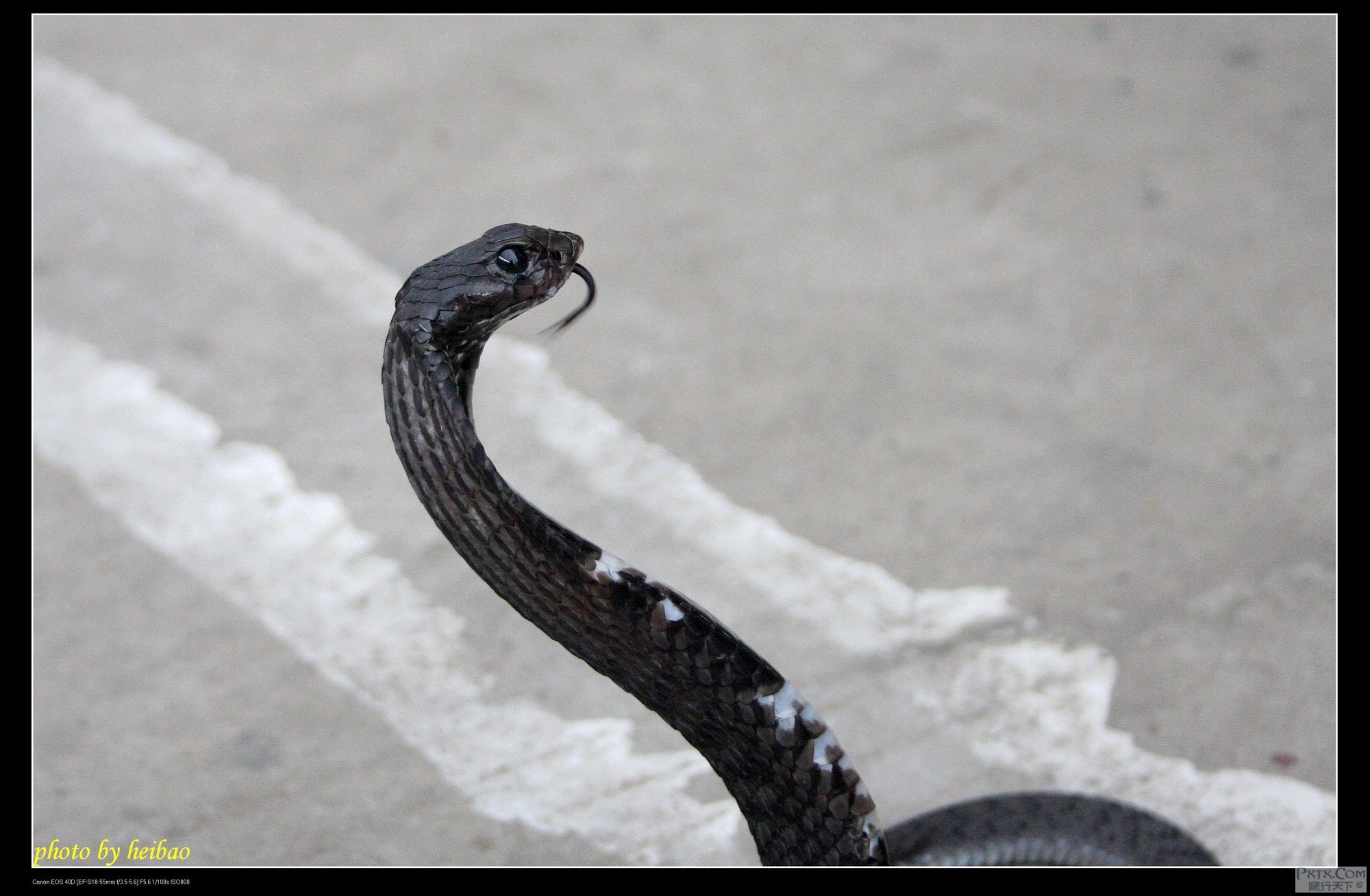  p>唾蛇(学名:hemachatus haemachatus)是蛇亚目眼镜蛇科下一个有毒的