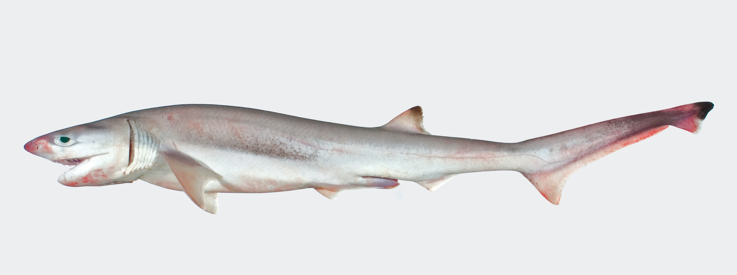  p>尖吻七鳃鲨(学名: i>heptranchias perlo /i>)是六鳃鲨科,七鳃鲨属