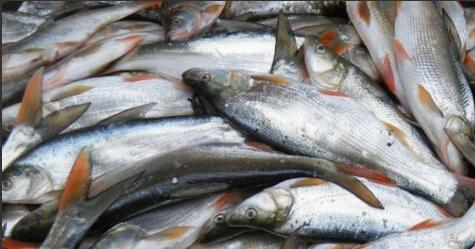  p>红尾鱼,俗称: a target="_blank" href="/item/红尾巴梢">红尾巴梢