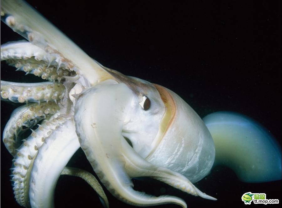 又称大王乌贼,首席乌贼,霸王乌贼,大乌贼,拉丁学名:architeuthis,属 a