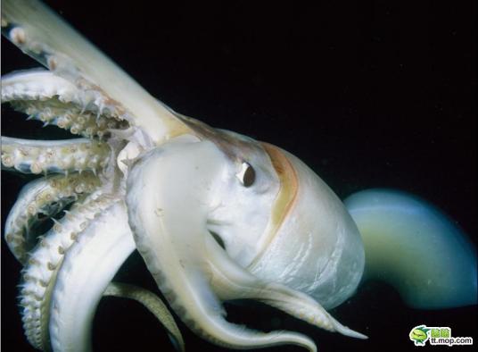 巨型乌贼 管鱿目大王乌贼科巨乌贼属下的一种动物 百度百科