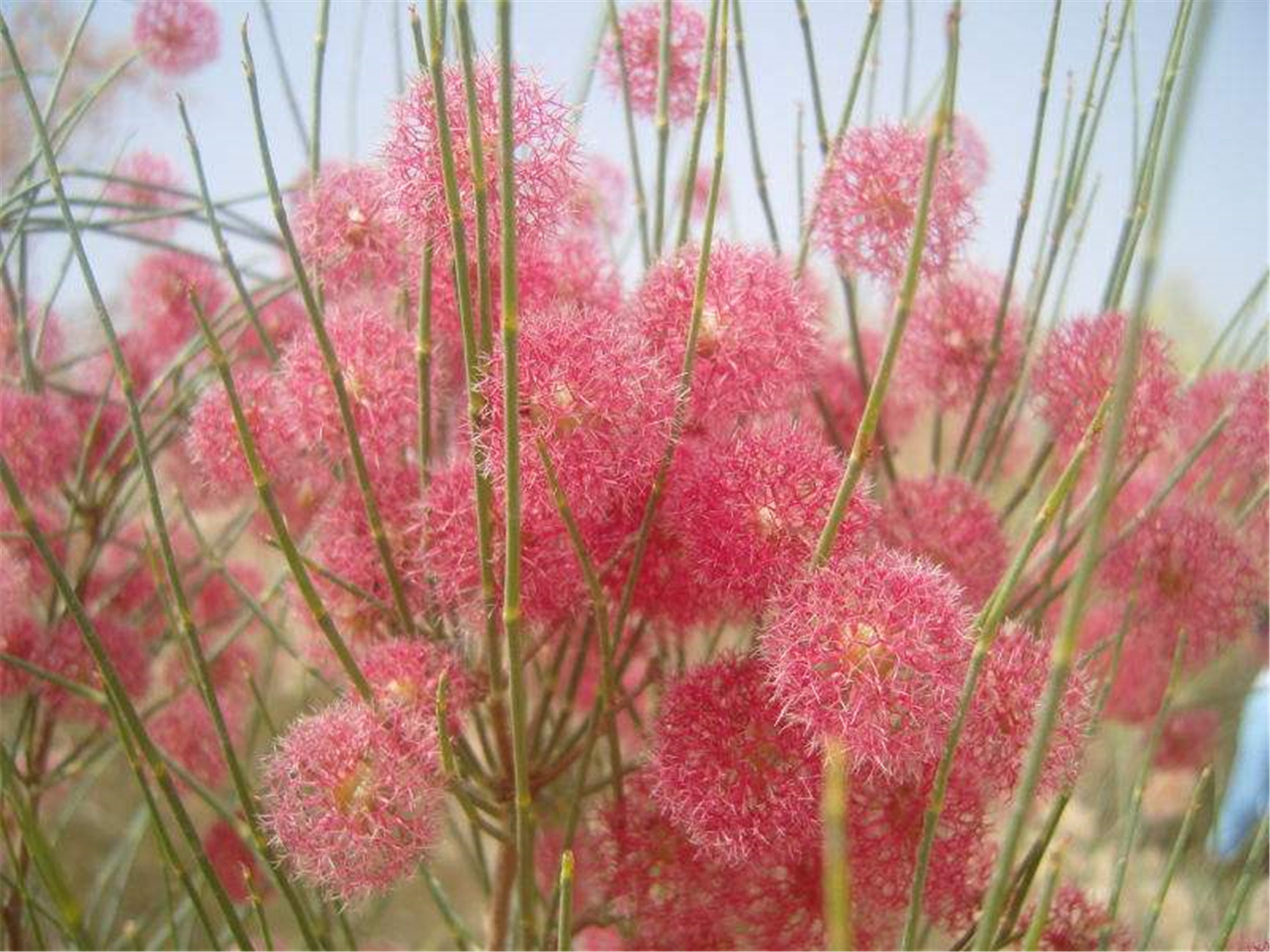  p>泡果沙拐枣(学名: i>calligonum junceum /i> (fisch. et mey.