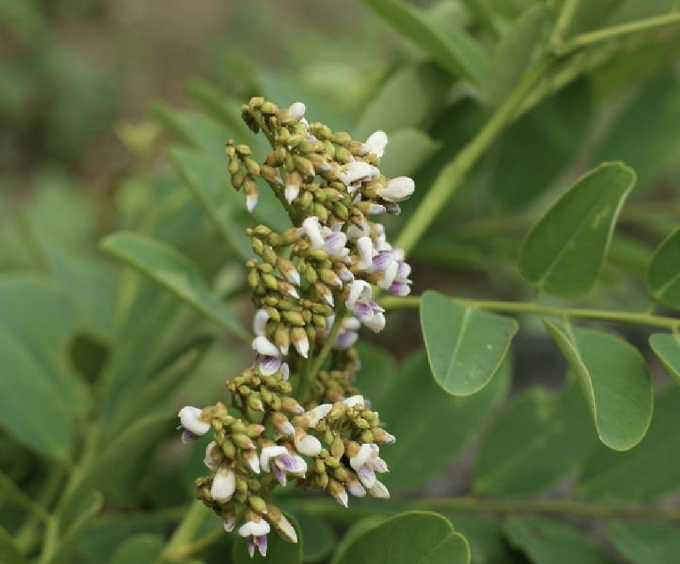  p>秧青(学名: i>dalbergia assamica /i> benth.