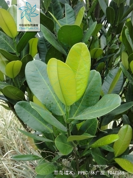  p> a href="#">菲岛福木 /a>,别名:福木,福树,拉丁文名:garcinia sub