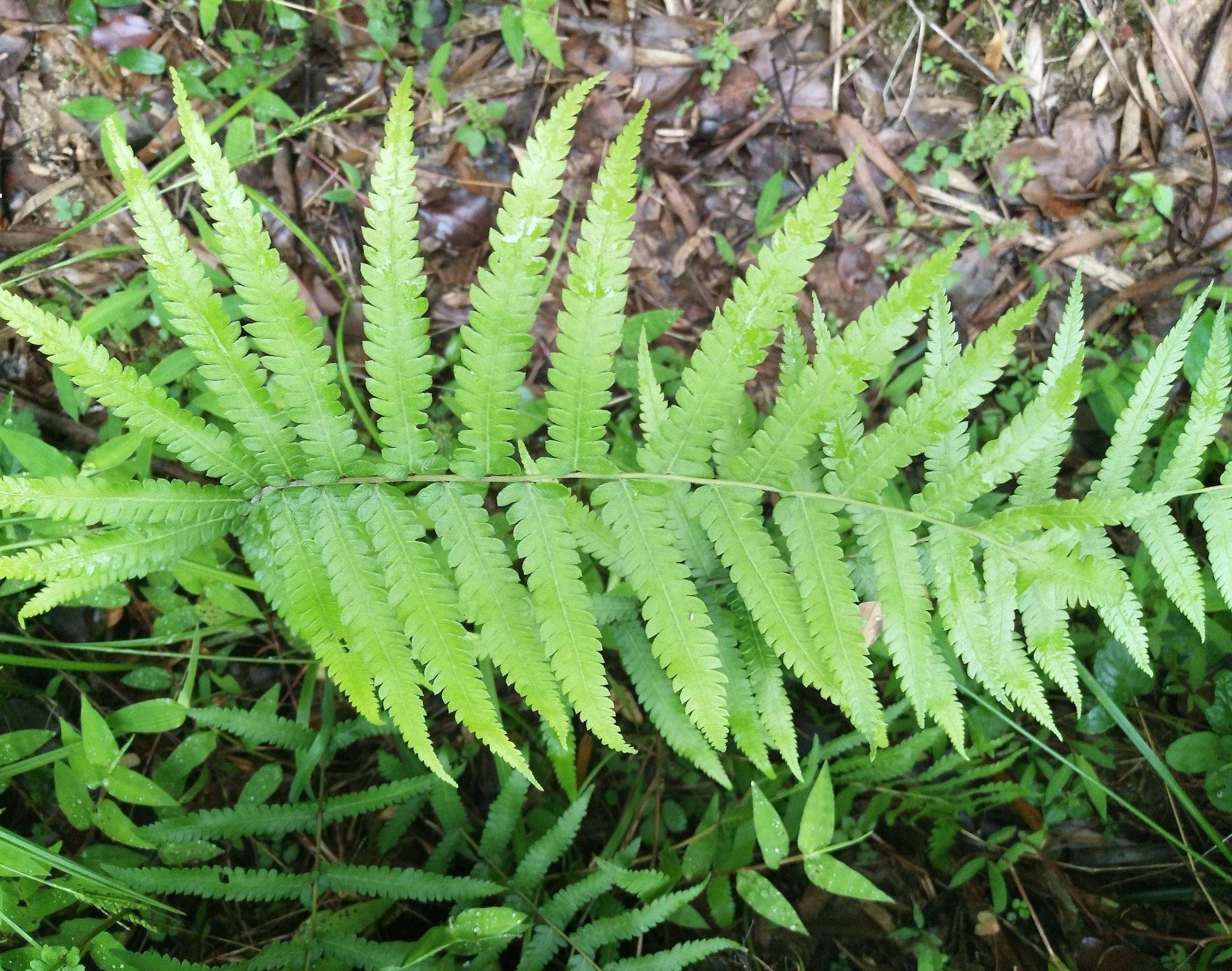  p>凤尾蕨(学名: i>pteris cretica l. var. nervosa /i>  (thunb.