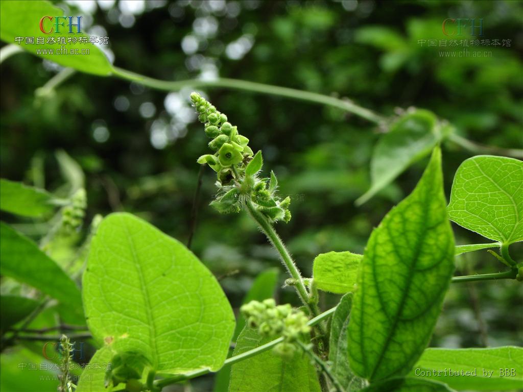  p>粗毛藤属(学名:cnesmone bl.