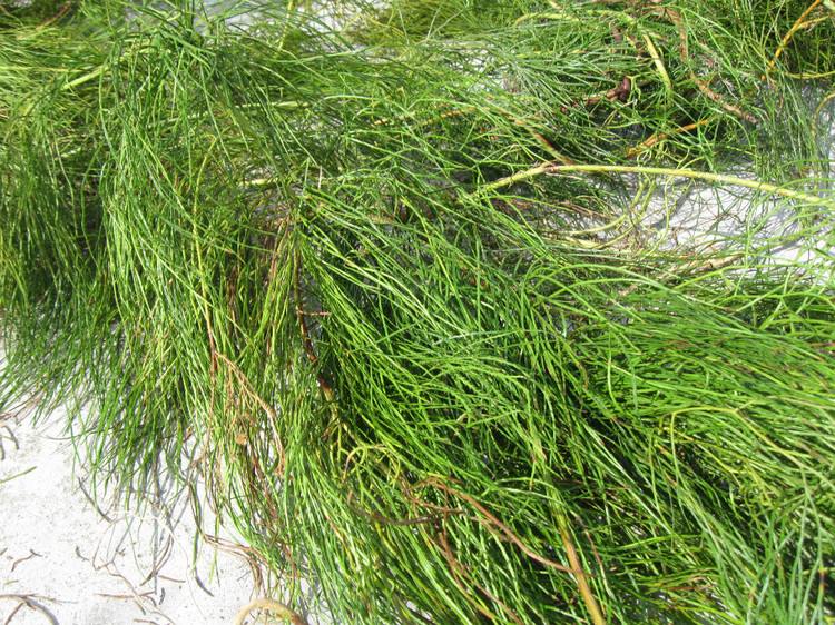  p>藤石松,为 a href="#">石松科 /a> a href="#" data-lemmaid="