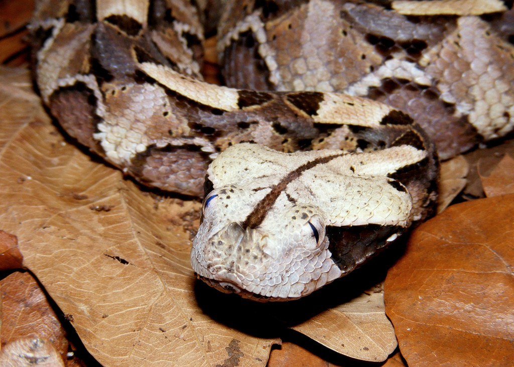  p data-id="go16et2a1h">犀角咝蝰(bitis rhi