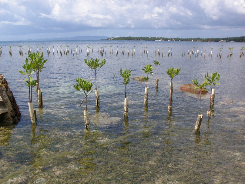  p>美洲红树(学名: i> /i> i>rhizophora mangle /i>  linn.